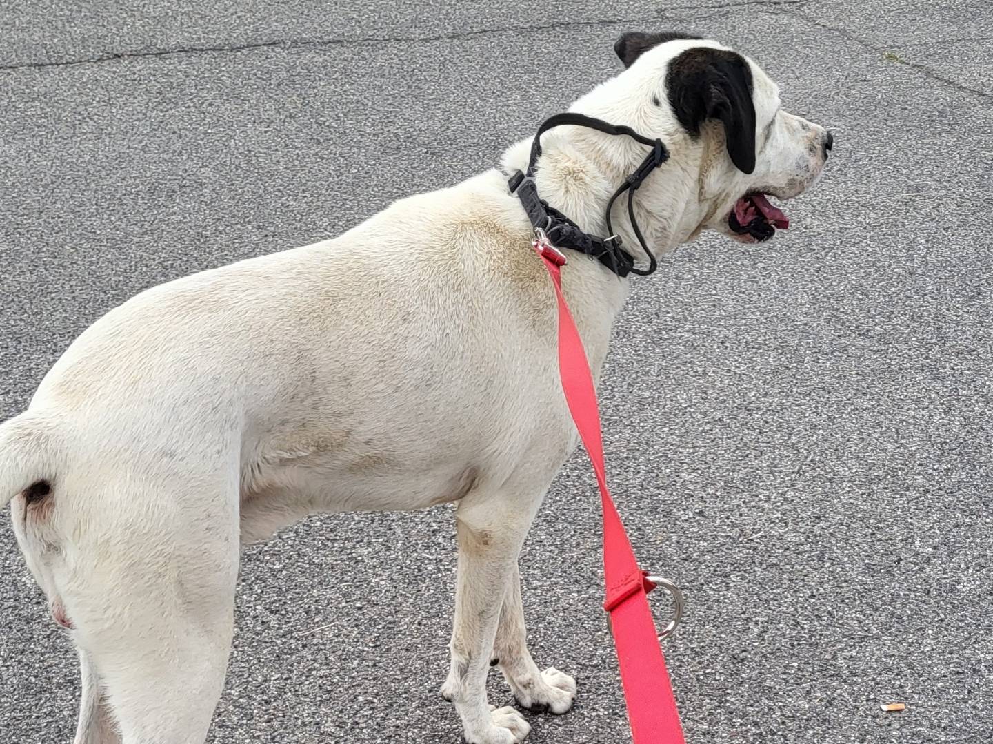 Adotta un cane, maschio, 10 anni  e 3 mesi , Bologna