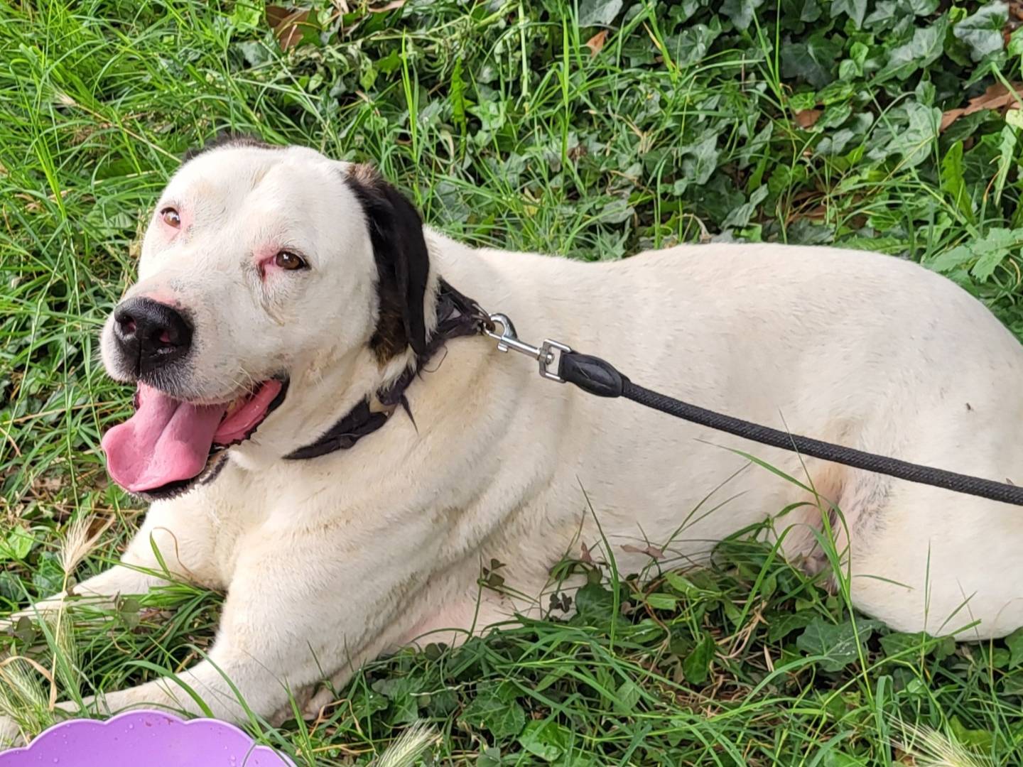Adotta un cane, taglia grande, maschio, Bologna