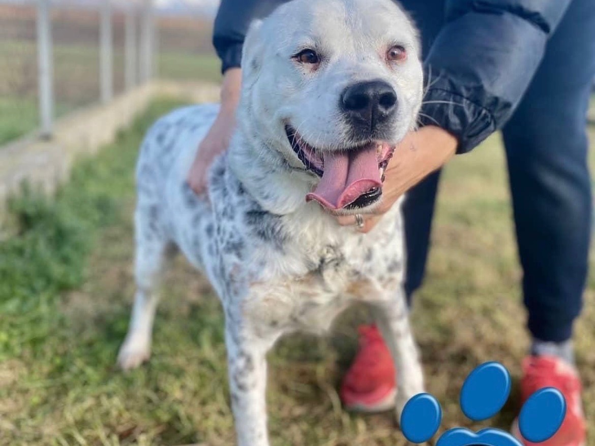 Adotta un cane, femmina, 10 anni  e 11 mesi , Frosinone
