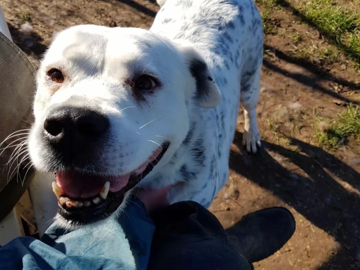 Vuoi adottare un cane a Frosinone?
