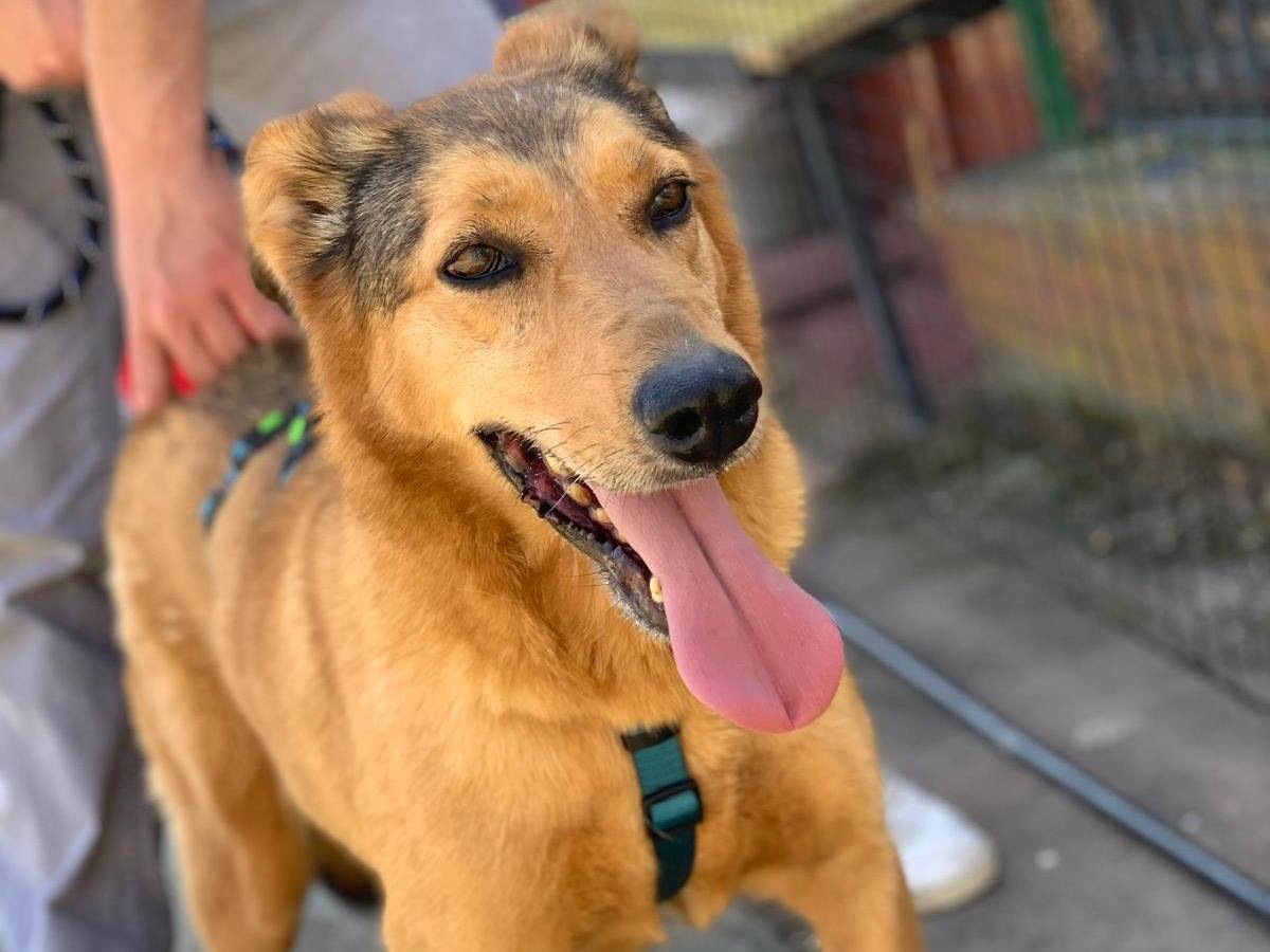 Adotta un cane, taglia media, femmina, Frosinone