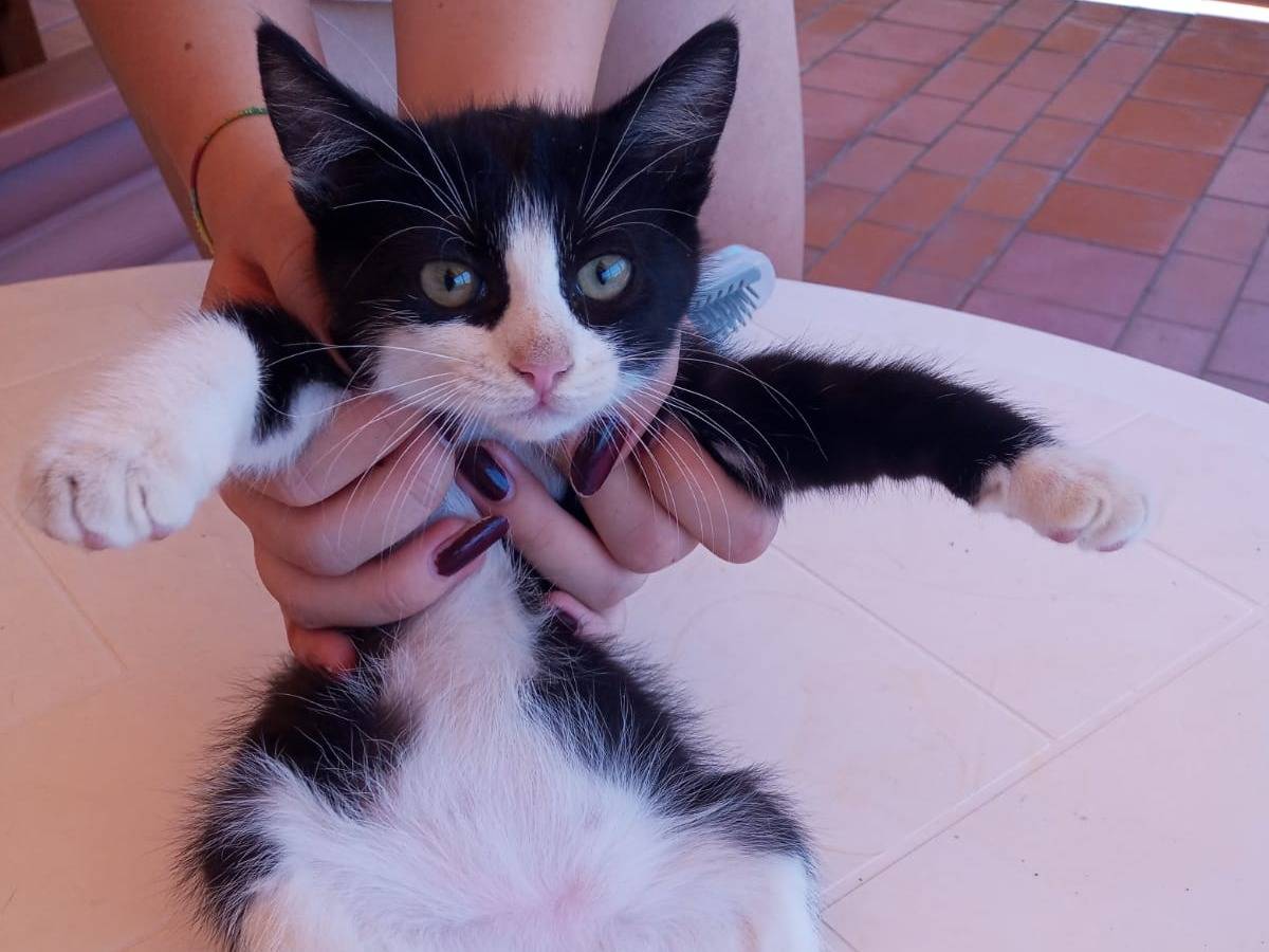 Adozione gatto, maschio, meticcio, 1 anno e 9 mesi, taglia non valida, Ancona