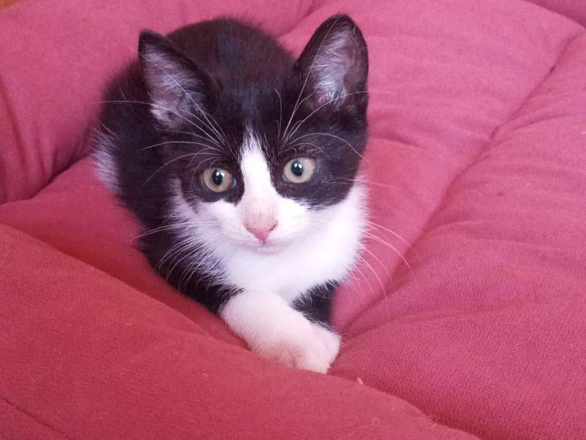 Adotta un gatto, maschio, 1 anno e 9 mesi, Ancona