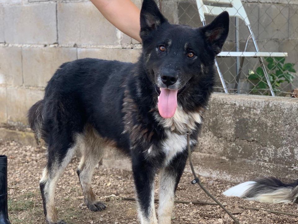 Adozione cane, maschio, Pastore tedesco, 5 anni  e 2 mesi , taglia grande, Frosinone