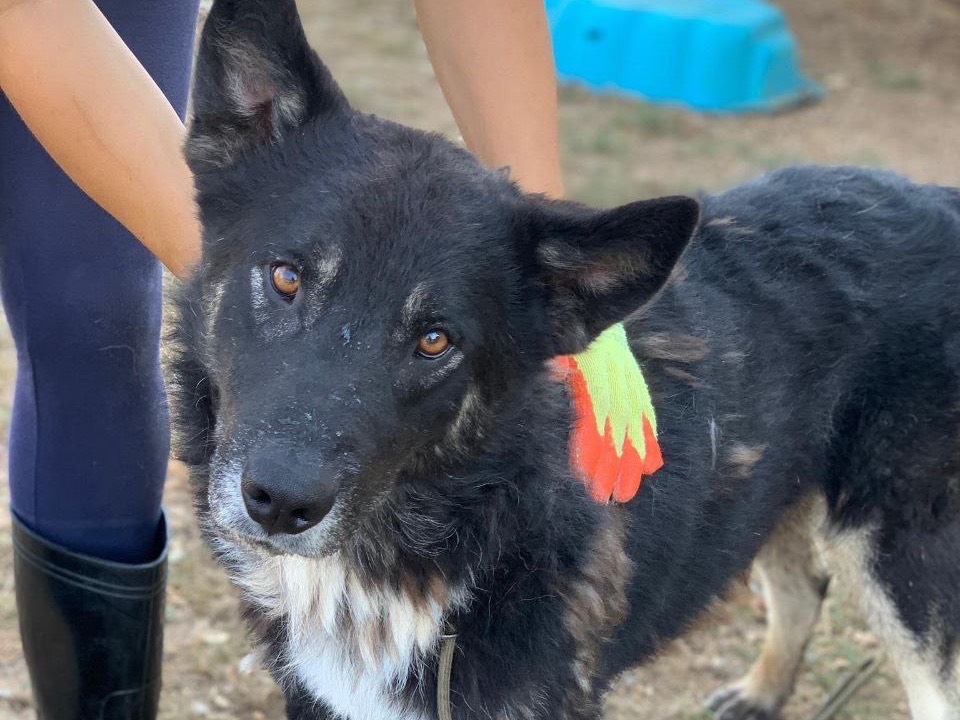 Adotta un cane, maschio, 5 anni  e 2 mesi , Frosinone