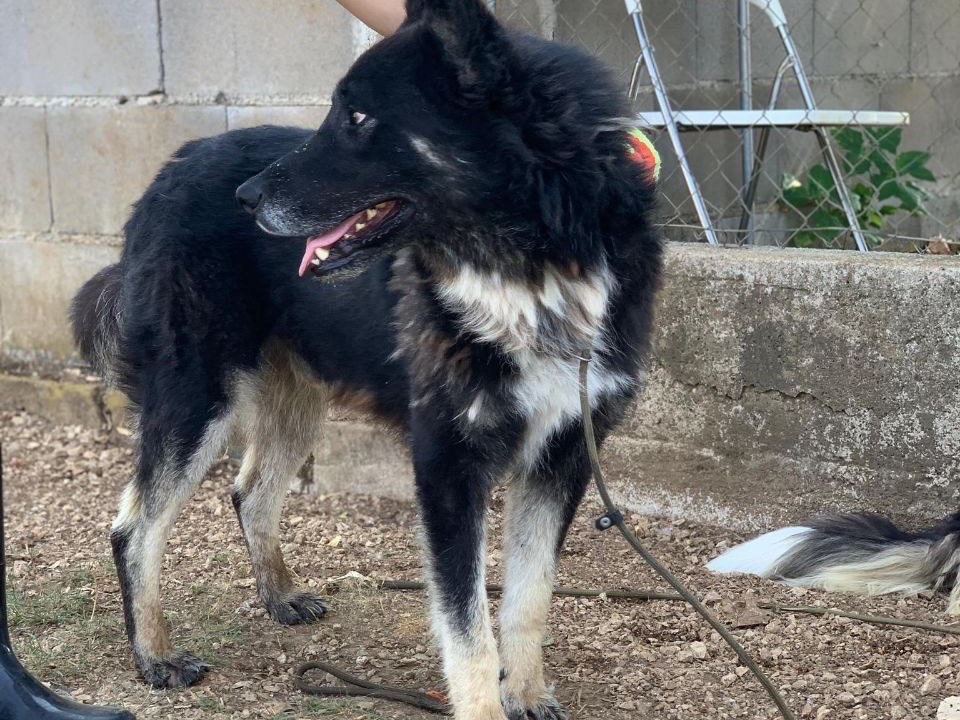 Adotta un cane, taglia grande, maschio, Frosinone