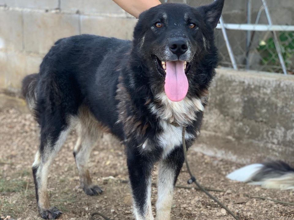Vuoi adottare un cane a Frosinone?