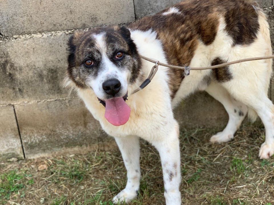 Vuoi adottare un cane a Frosinone?