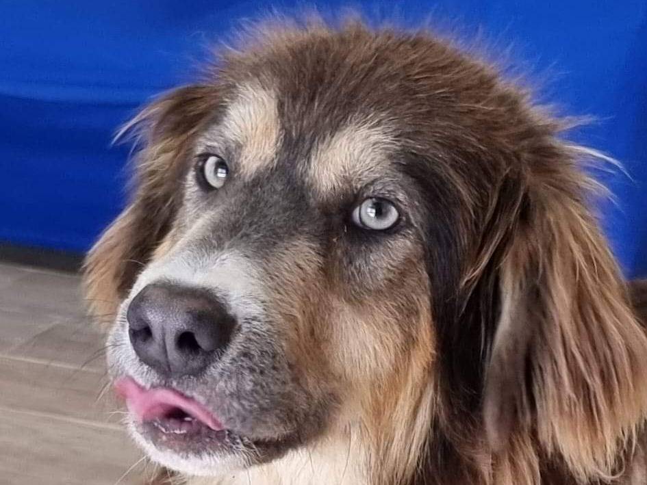 Adozione cane, maschio, meticcio, 2 anni e 9 mesi, taglia media, Bari