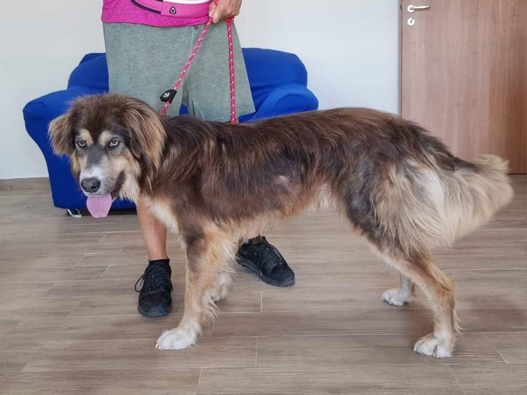 Adotta un cane, maschio, 2 anni e 9 mesi, Bari