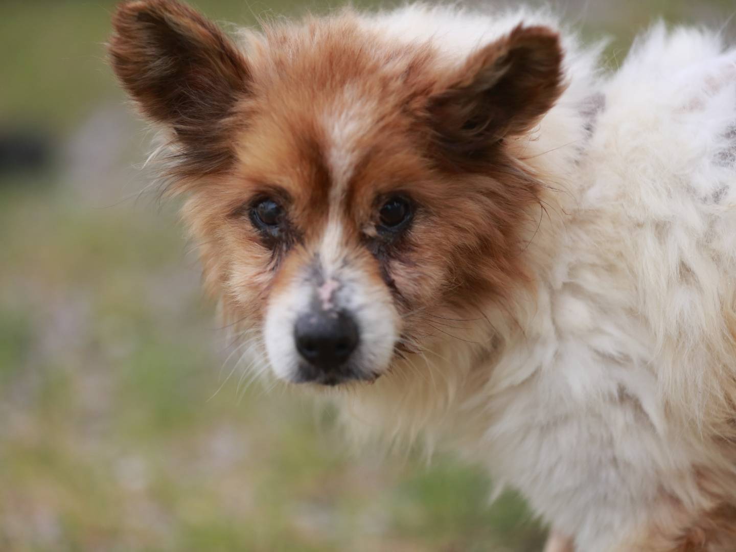 Adozione cane, maschio, meticcio, 12 anni e 7 mesi, taglia piccola, Agrigento