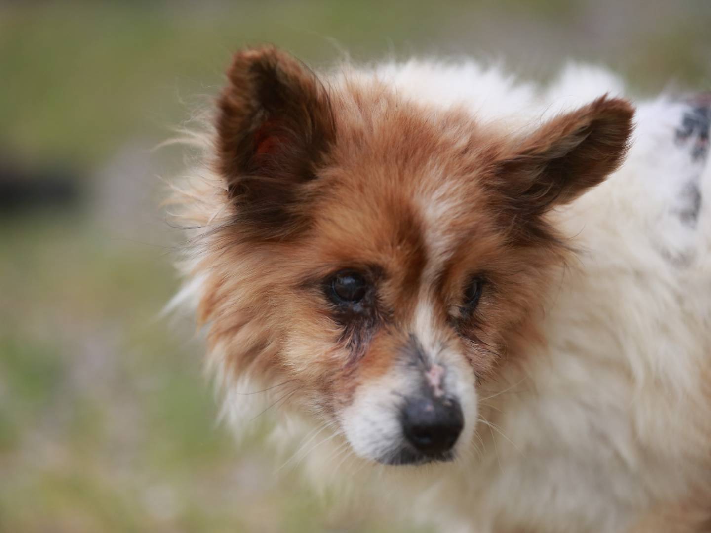 Adotta un cane, maschio, 12 anni e 7 mesi, Agrigento
