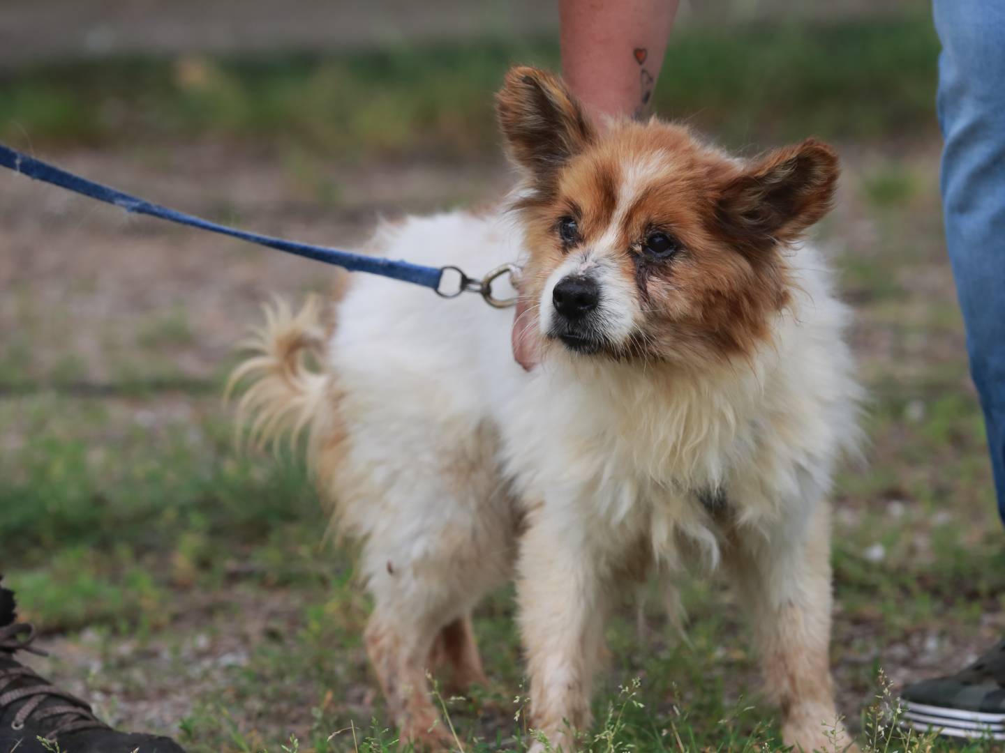 Adotta un cane, taglia piccola, maschio, Agrigento