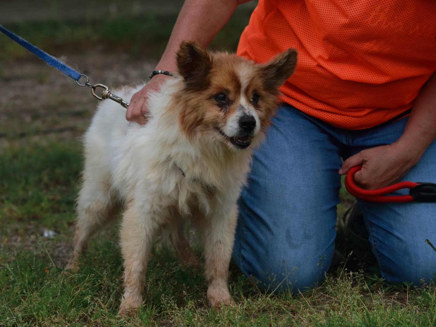 Vuoi adottare un cane a Agrigento?