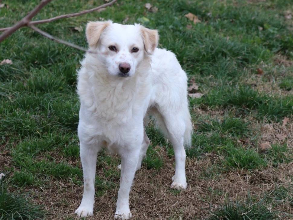 Adozione cane, maschio, Spitz, 3 anni  e 6 mesi , taglia media, Milano