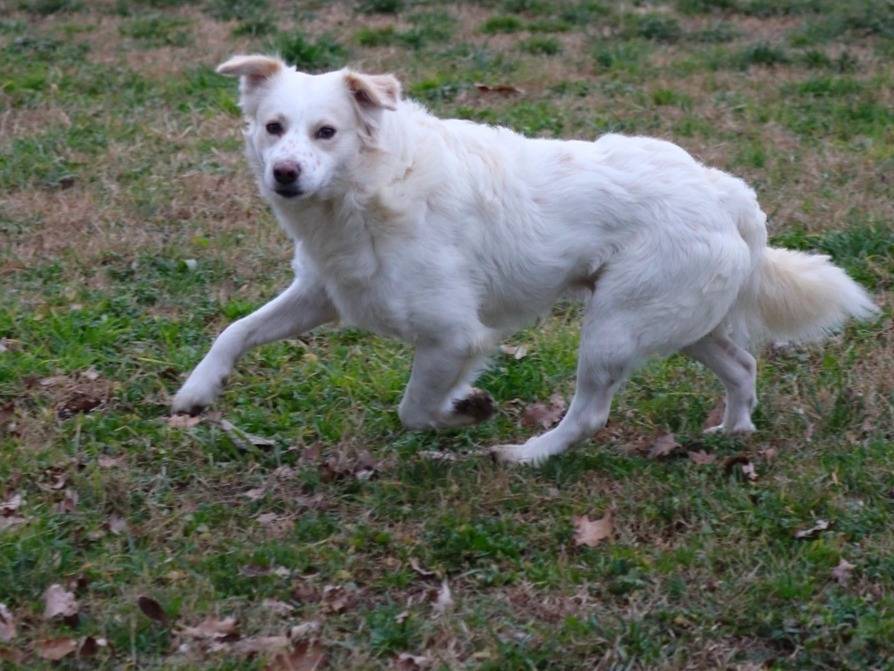 Adotta un cane, maschio, 3 anni  e 6 mesi , Milano