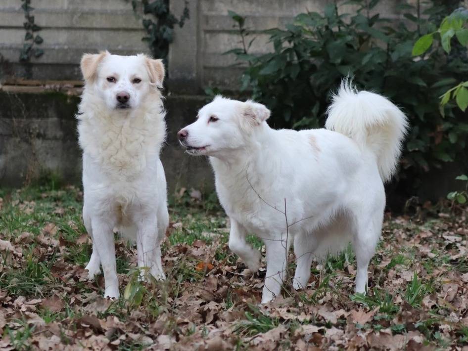 Adotta un cane, taglia media, maschio, Milano