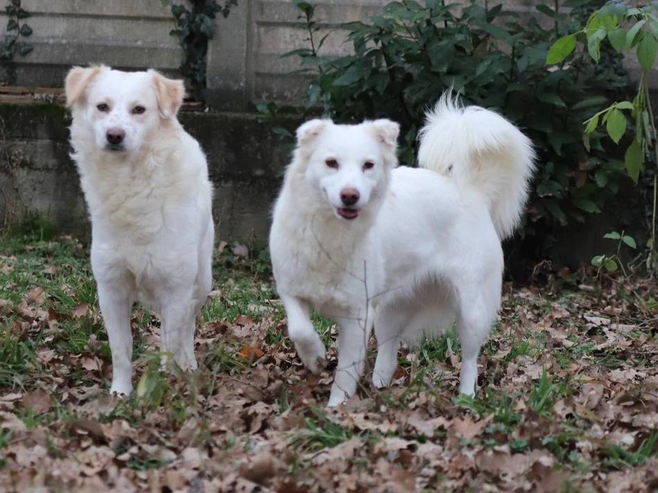 Vuoi adottare un cane a Milano?