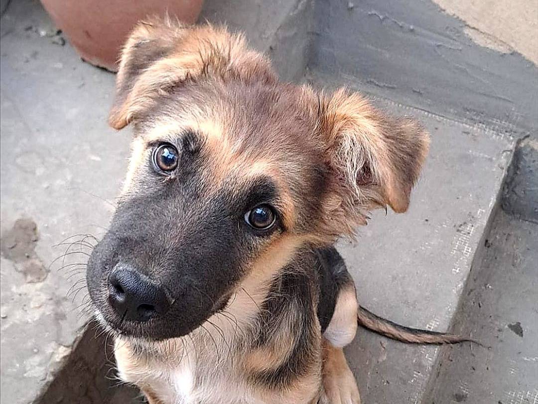 Adotta un cane, maschio, 1 anno e 8 mesi, Crotone