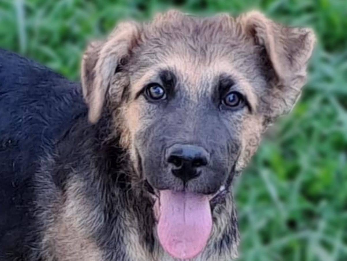 Adotta un cane, taglia media, maschio, Crotone