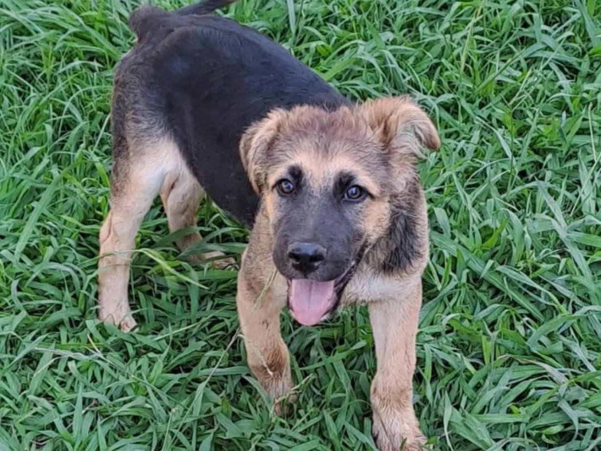 Vuoi adottare un cane a Crotone?