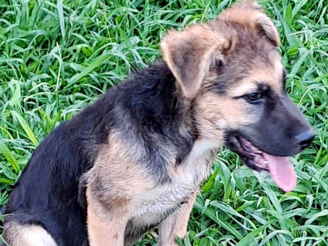 Adotta il cane POTTY  a Crotone