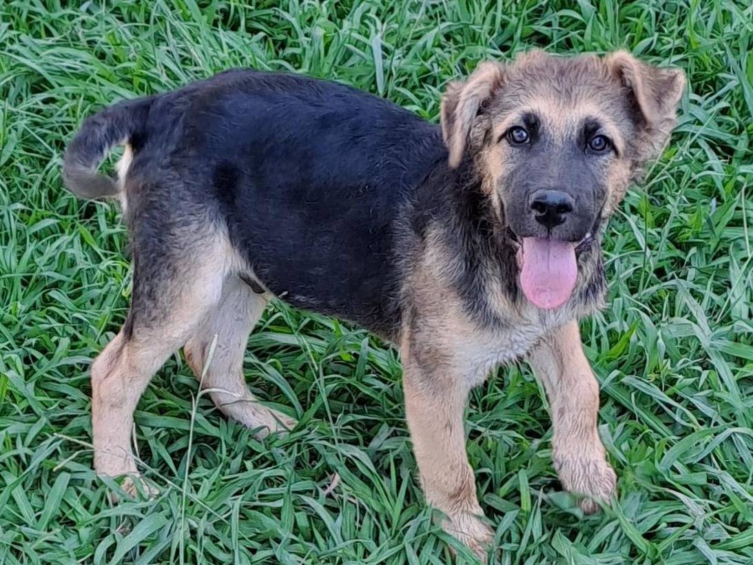 Adozione cane, maschio, meticcio, 1 anno e 8 mesi, taglia media, Crotone