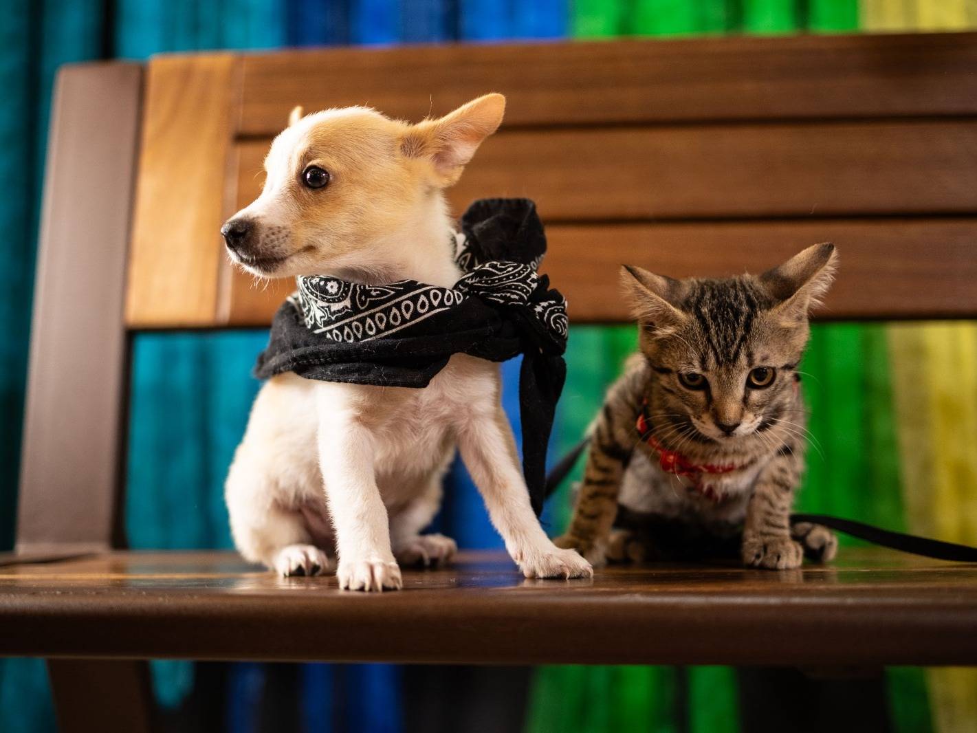 Adotta un cane, taglia piccola, maschio, Bari