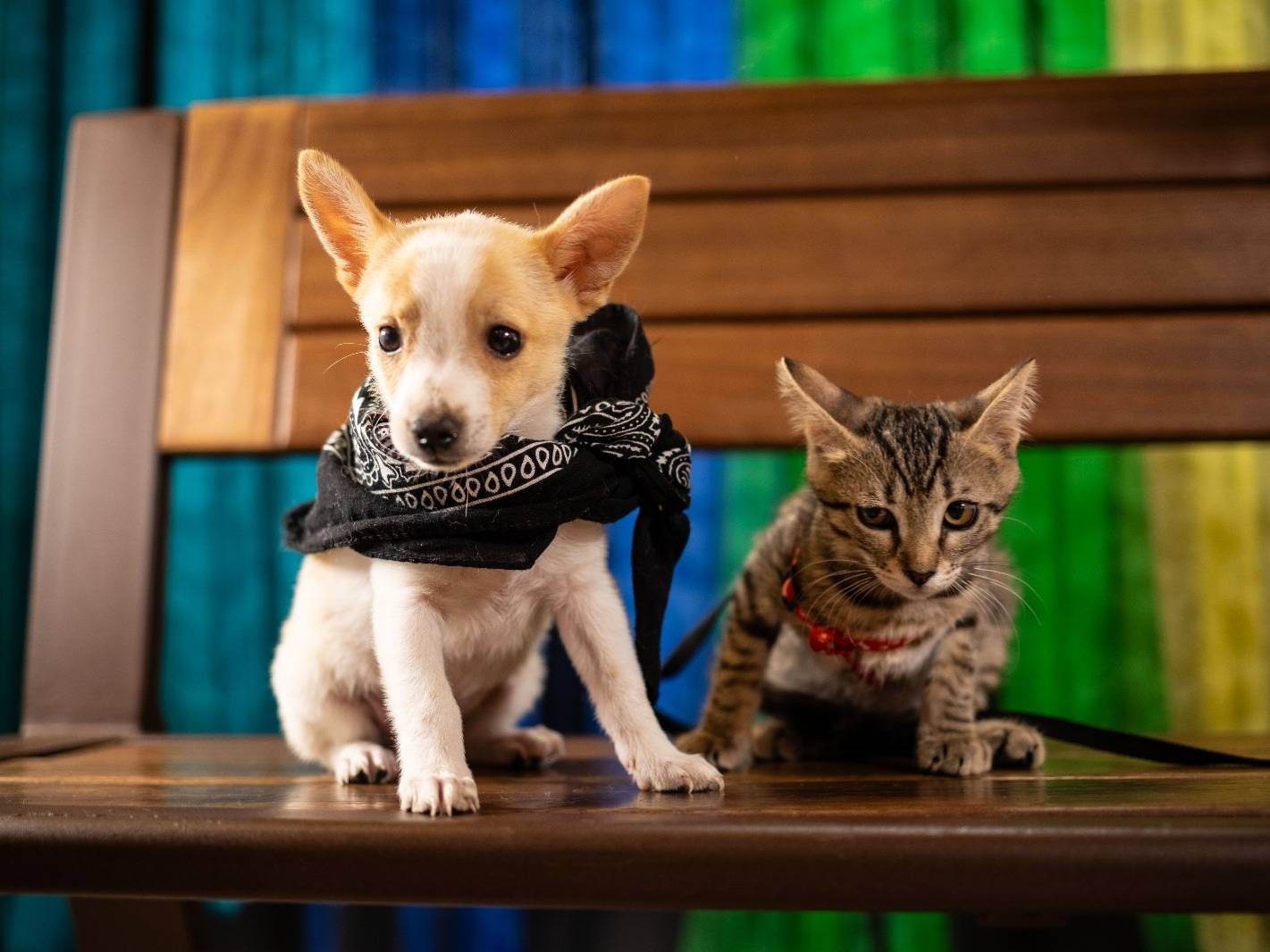 Vuoi adottare un cane a Bari?