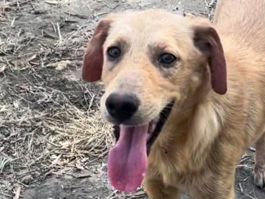 Adozione cane, femmina, meticcio, 1 anno e 8 mesi, taglia media, Crotone