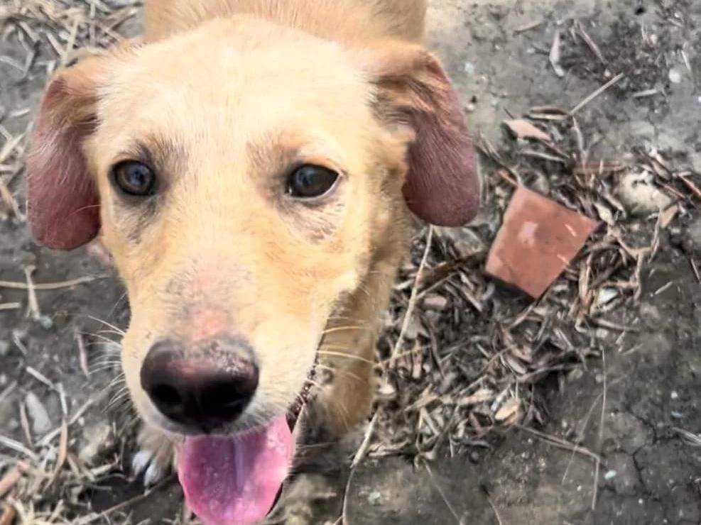 Adotta un cane, femmina, 1 anno e 8 mesi, Crotone