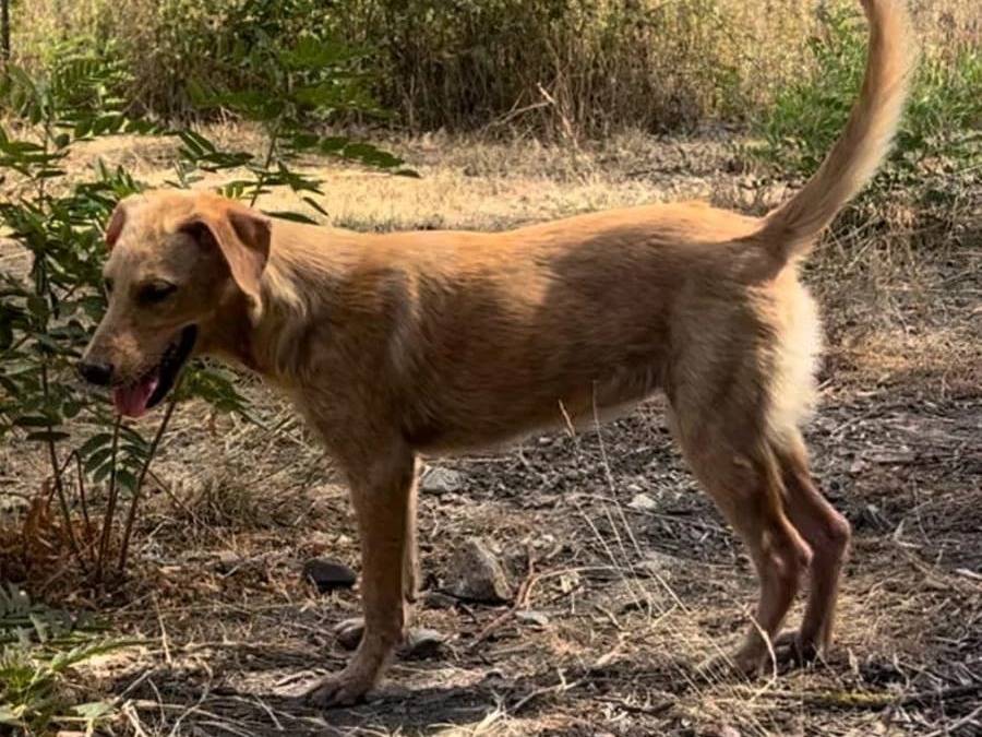 Adotta un cane, taglia media, femmina, Crotone