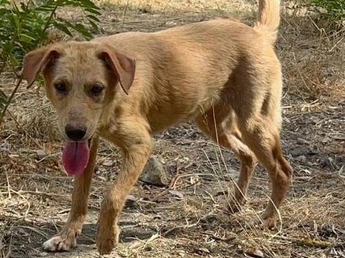 Vuoi adottare un cane a Crotone?