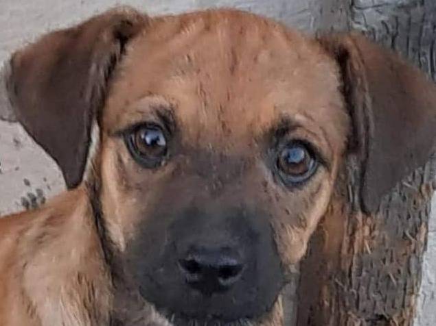 Adotta un cane, femmina, 1 anno e 7 mesi, Crotone