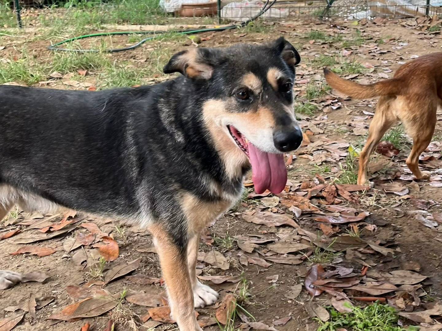Adotta un cane, maschio, 10 anni  e 11 mesi , Roma