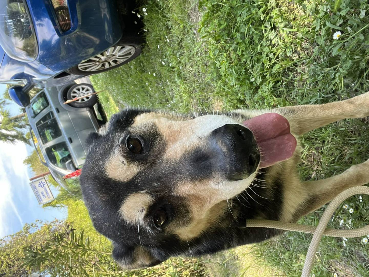 Adotta un cane, taglia grande, maschio, Roma