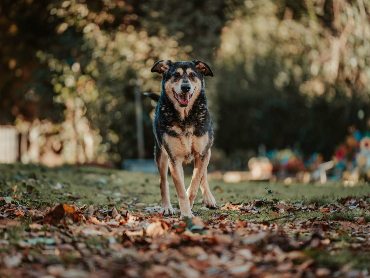 Vuoi adottare un cane a Roma?