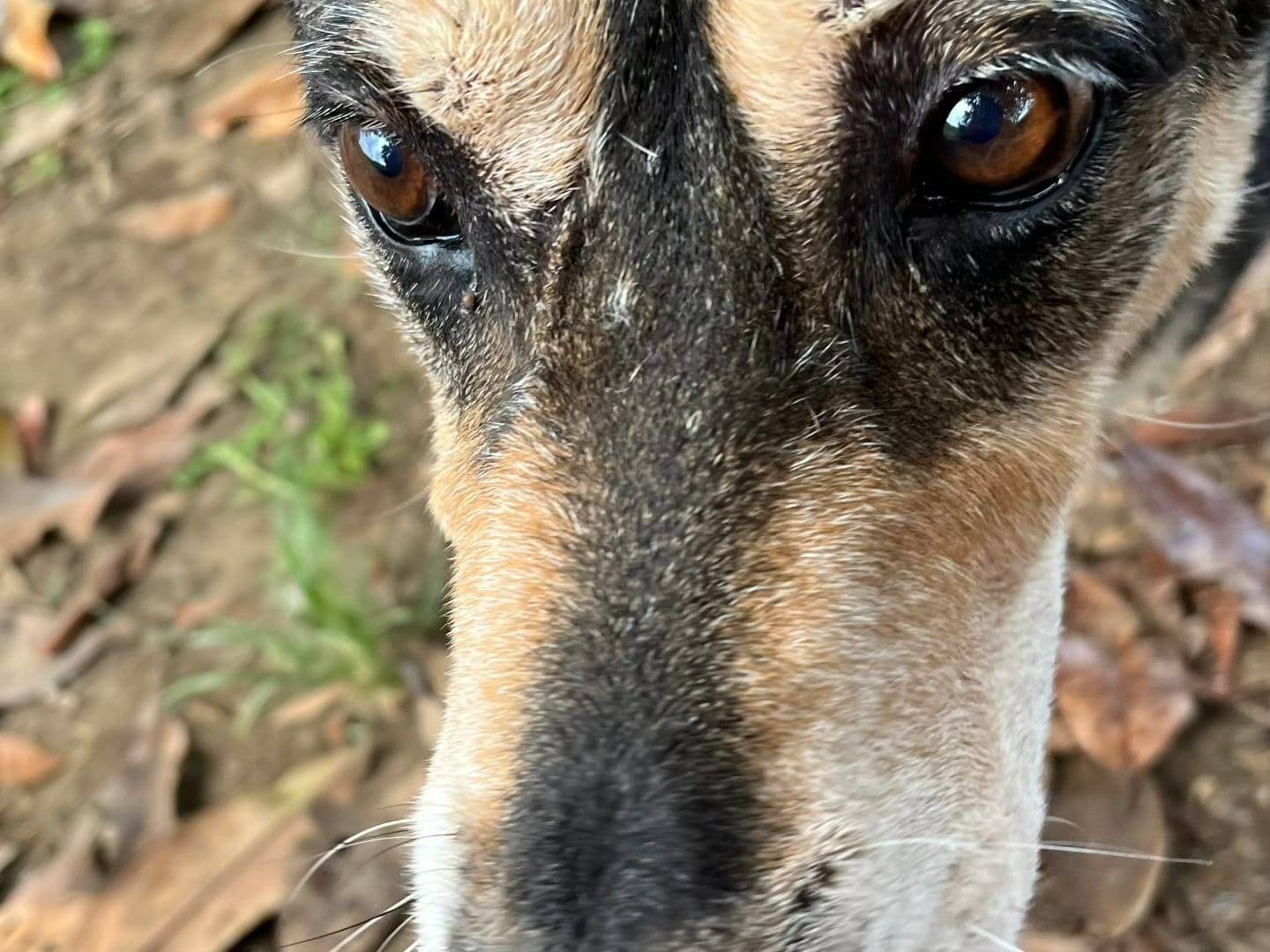 Adotta il cane BRIC a Roma