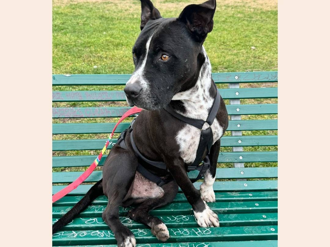 Adozione cane, maschio, Pitbull, 6 anni  e 2 mesi , taglia grande, Milano