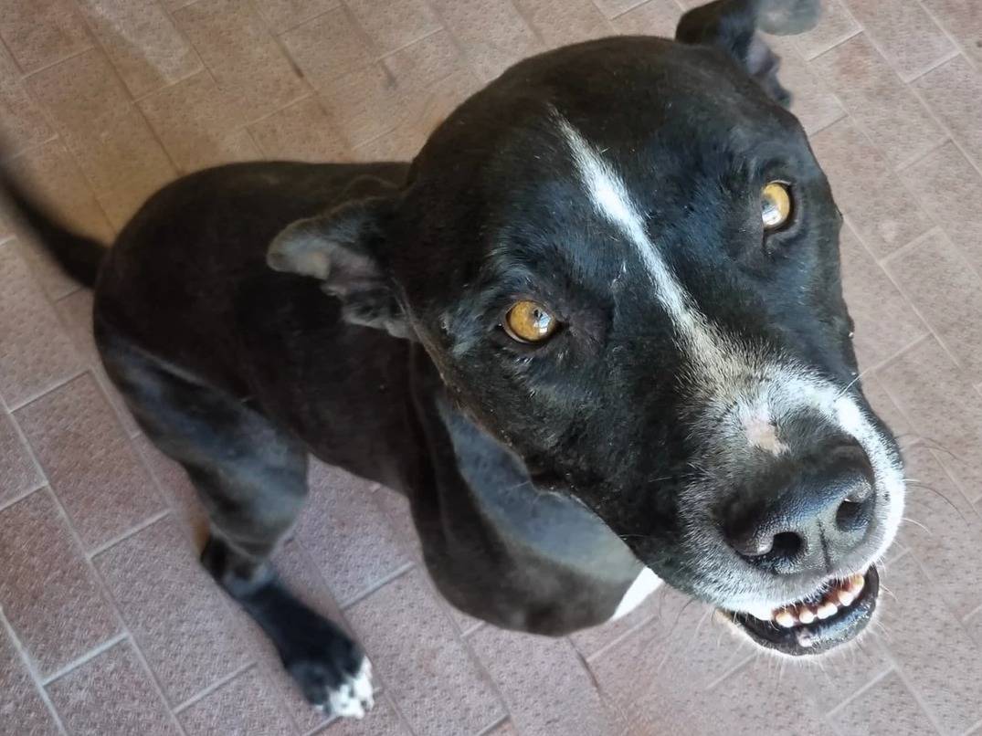 Adotta un cane, maschio, 6 anni  e 2 mesi , Milano