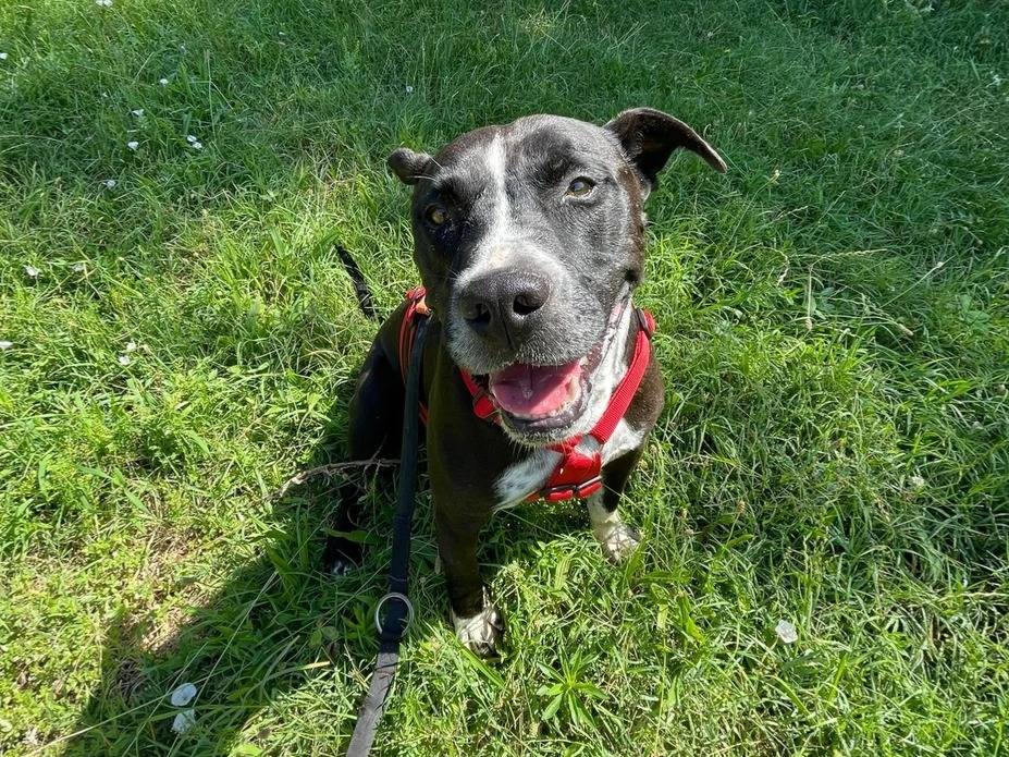 Vuoi adottare un cane a Milano?