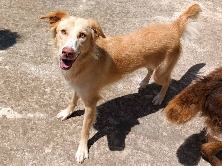 Adotta un cane, femmina, 2 anni  e 2 mesi , Agrigento