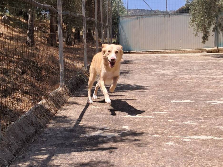 Vuoi adottare un cane a Agrigento?