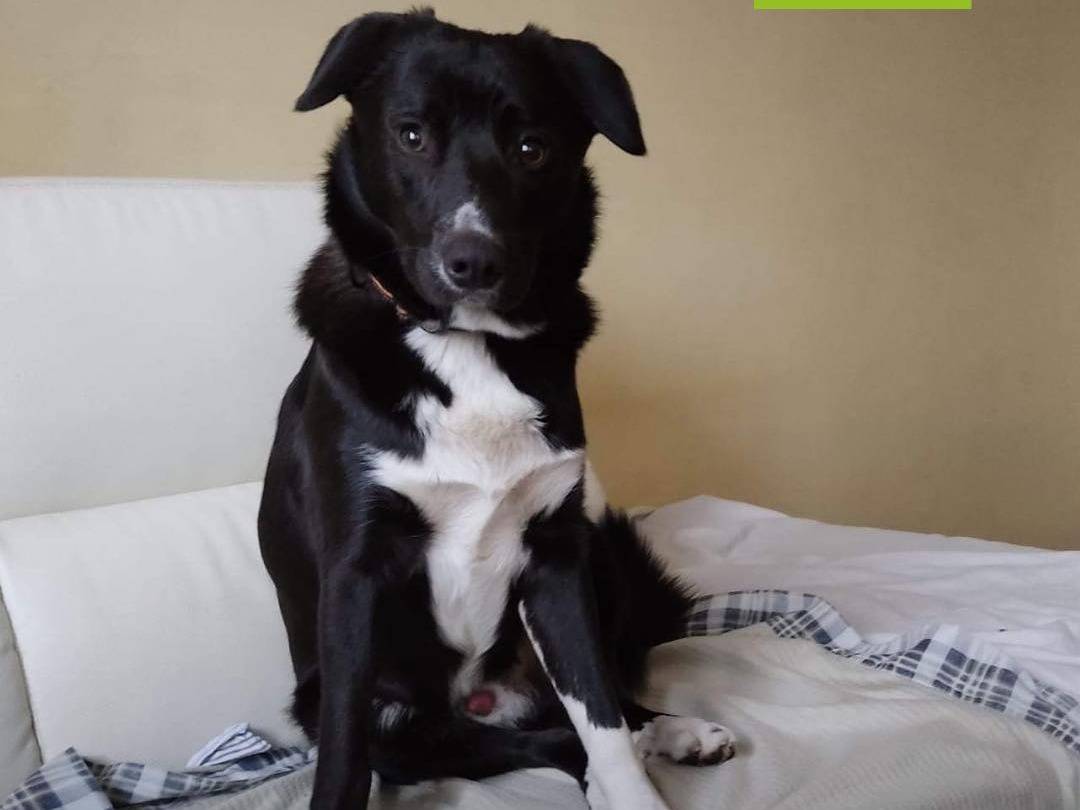 Adozione cane, maschio, Border Collie, 4 anni e 9 mesi, taglia media, Milano