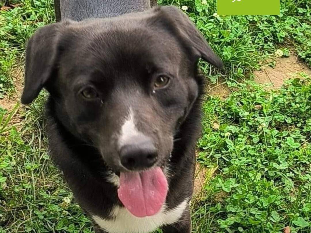Adotta un cane, maschio, 4 anni e 9 mesi, Milano