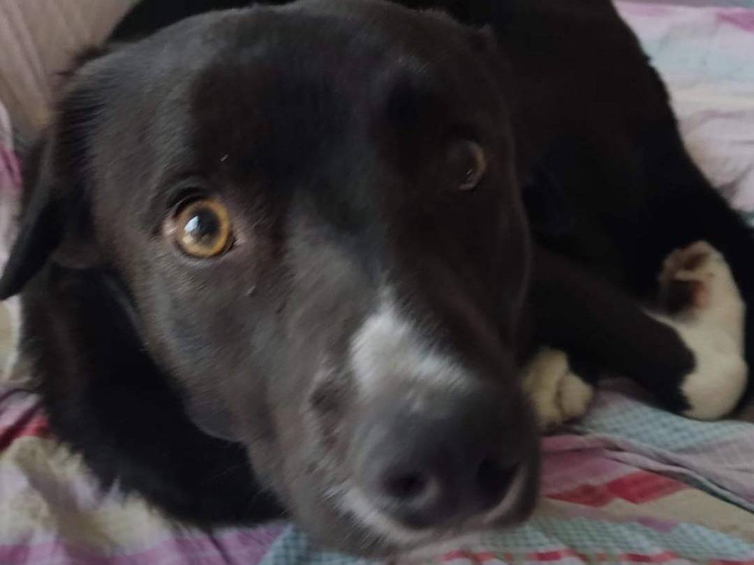 Adotta un cane, taglia media, maschio, Milano