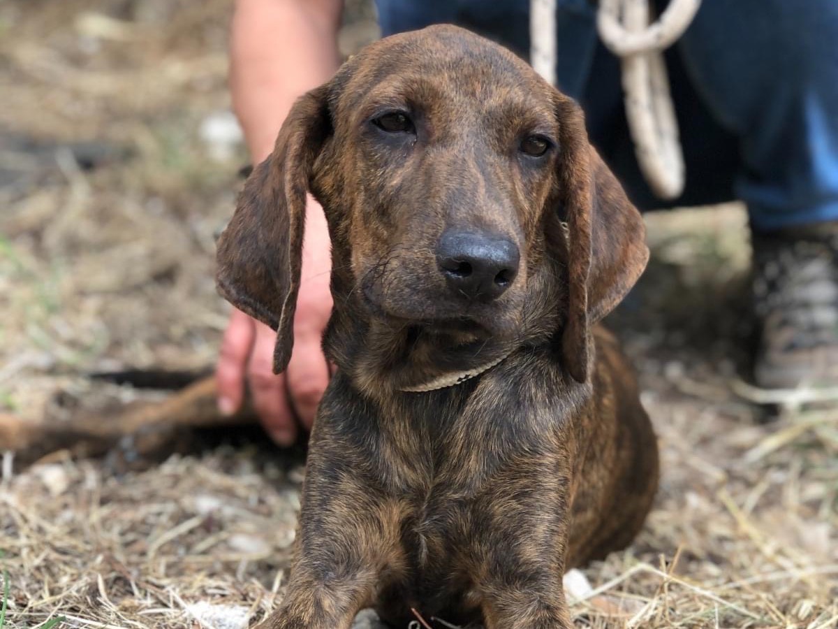 Adotta un cane, maschio, 1 anno e 3 mesi , Latina
