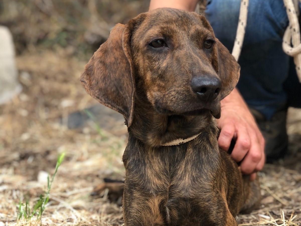 Vuoi adottare un cane a Latina?