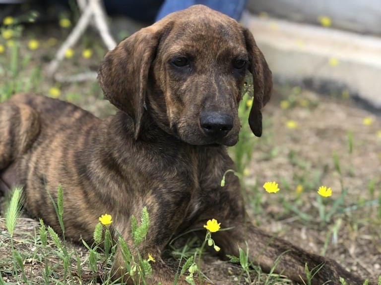 Adotta il cane Oscar a Latina