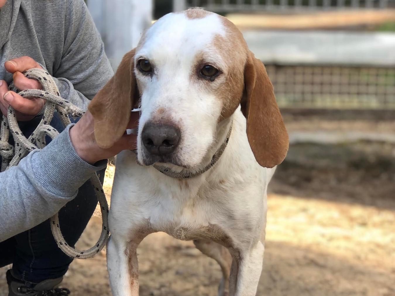 Adotta un cane, maschio, 9 anni , Latina